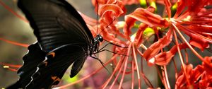 Preview wallpaper butterfly, wings, black, flower, macro
