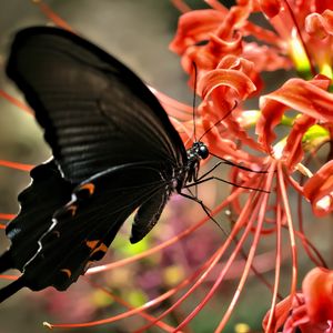 Preview wallpaper butterfly, wings, black, flower, macro