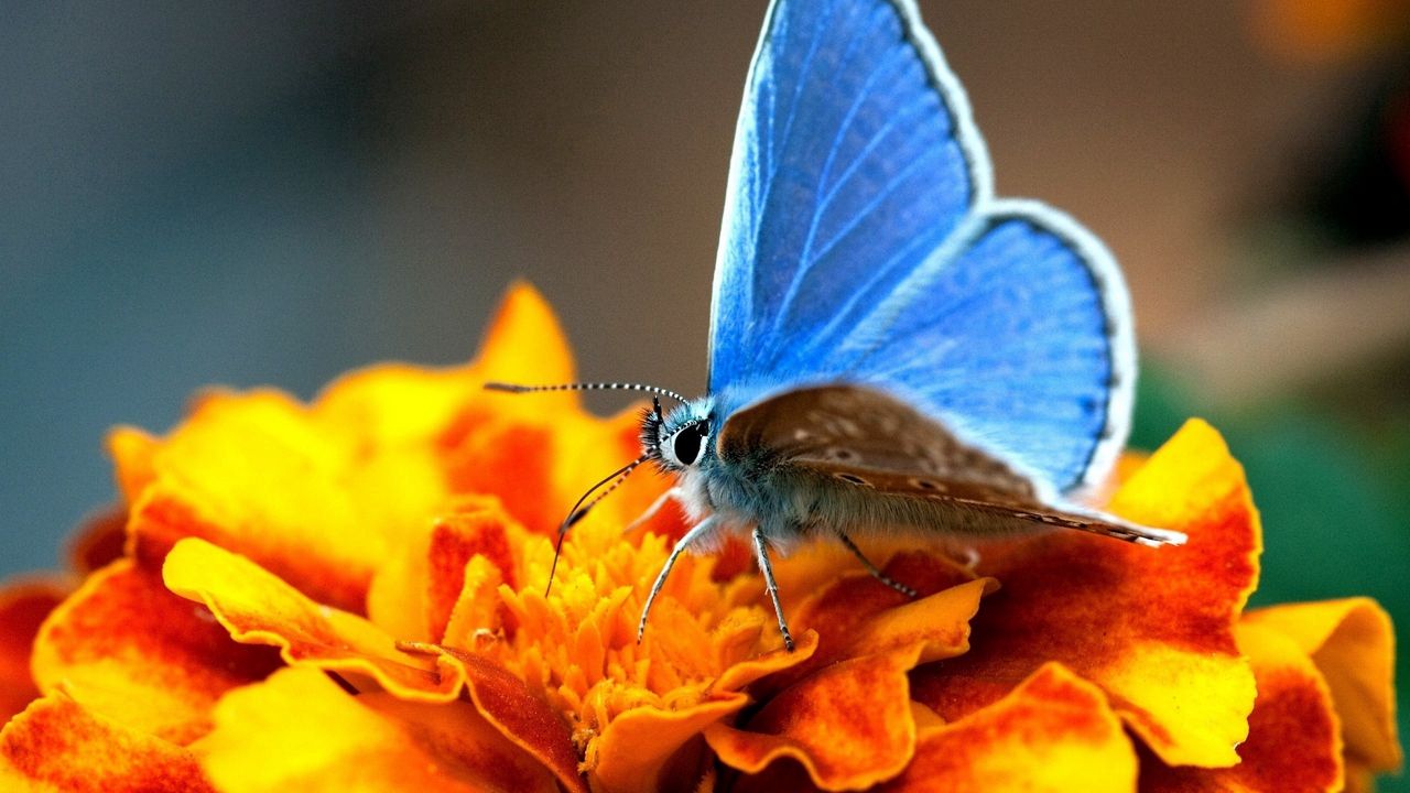 Wallpaper butterfly, wings, black, surface