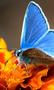 Preview wallpaper butterfly, wings, black, surface