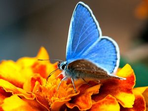 Preview wallpaper butterfly, wings, black, surface