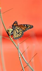 Preview wallpaper butterfly, wings, branches, pattern
