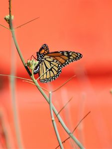 Preview wallpaper butterfly, wings, branches, pattern