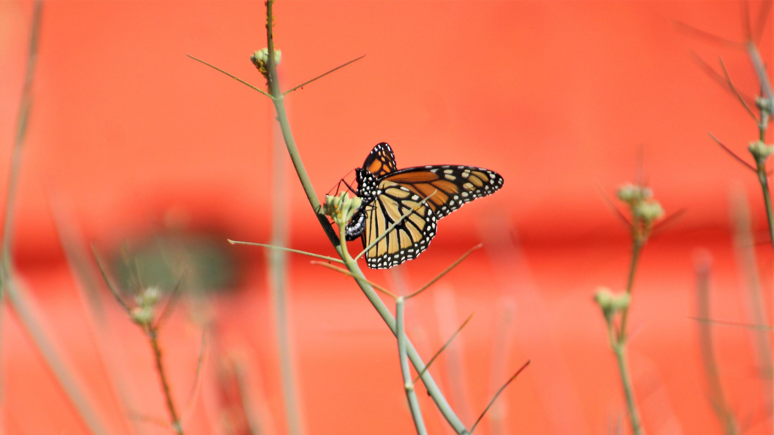 Download wallpaper 2560x1440 butterfly, wings, branches, pattern