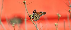 Preview wallpaper butterfly, wings, branches, pattern