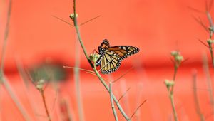 Preview wallpaper butterfly, wings, branches, pattern
