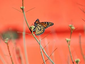 Preview wallpaper butterfly, wings, branches, pattern