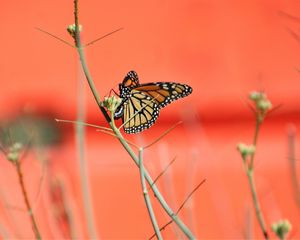 Preview wallpaper butterfly, wings, branches, pattern