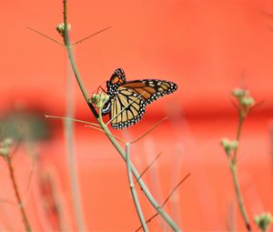 Preview wallpaper butterfly, wings, branches, pattern