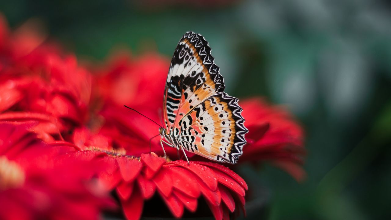 Wallpaper butterfly, wings, bright, flower, blur