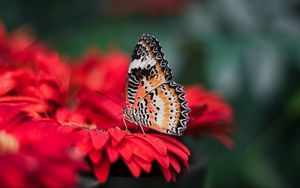 Butterfly 4k ultra hd 16:10 wallpapers hd, desktop backgrounds 3840x2400,  images and pictures