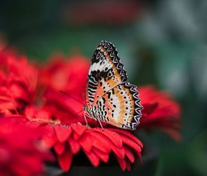 Preview wallpaper butterfly, wings, bright, flower, blur