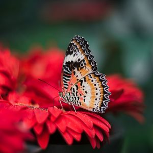 Preview wallpaper butterfly, wings, bright, flower, blur