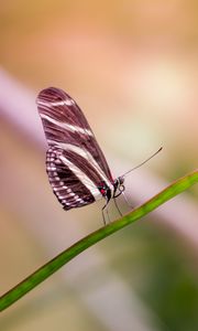 Preview wallpaper butterfly, wings, close-up