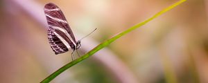 Preview wallpaper butterfly, wings, close-up