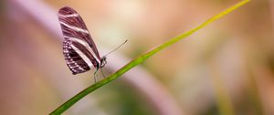 Preview wallpaper butterfly, wings, close-up