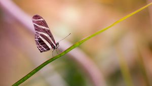 Preview wallpaper butterfly, wings, close-up