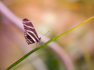 Preview wallpaper butterfly, wings, close-up