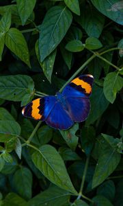 Preview wallpaper butterfly, wings, colorful, leaves