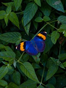 Preview wallpaper butterfly, wings, colorful, leaves