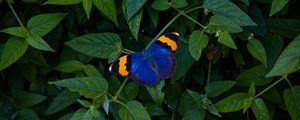 Preview wallpaper butterfly, wings, colorful, leaves