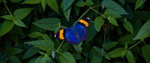 Preview wallpaper butterfly, wings, colorful, leaves