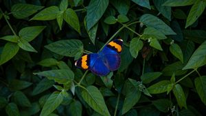 Preview wallpaper butterfly, wings, colorful, leaves