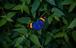 Preview wallpaper butterfly, wings, colorful, leaves