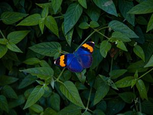 Preview wallpaper butterfly, wings, colorful, leaves