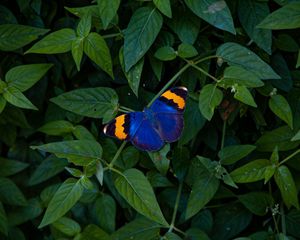 Preview wallpaper butterfly, wings, colorful, leaves
