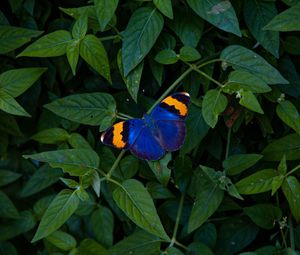 Preview wallpaper butterfly, wings, colorful, leaves