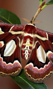 Preview wallpaper butterfly, wings, colorful, bright