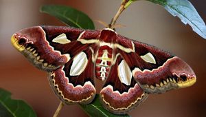 Preview wallpaper butterfly, wings, colorful, bright