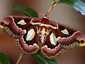 Preview wallpaper butterfly, wings, colorful, bright