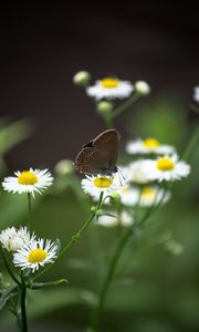 Preview wallpaper butterfly, wings, daisys, flowers