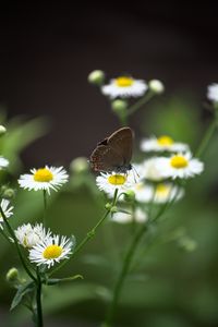 Preview wallpaper butterfly, wings, daisys, flowers