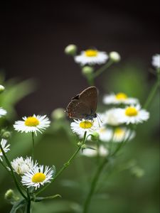 Preview wallpaper butterfly, wings, daisys, flowers