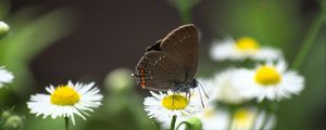Preview wallpaper butterfly, wings, daisys, flowers