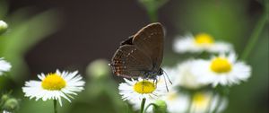 Preview wallpaper butterfly, wings, daisys, flowers