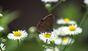 Preview wallpaper butterfly, wings, daisys, flowers