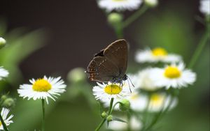 Preview wallpaper butterfly, wings, daisys, flowers