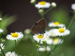 Preview wallpaper butterfly, wings, daisys, flowers