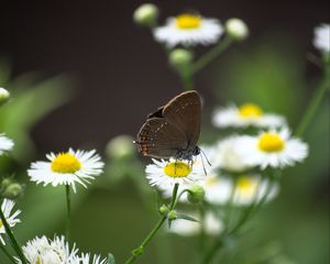 Preview wallpaper butterfly, wings, daisys, flowers