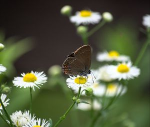 Preview wallpaper butterfly, wings, daisys, flowers