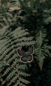 Preview wallpaper butterfly, wings, fern, leaves