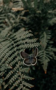 Preview wallpaper butterfly, wings, fern, leaves