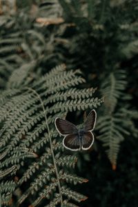 Preview wallpaper butterfly, wings, fern, leaves