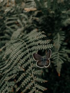 Preview wallpaper butterfly, wings, fern, leaves