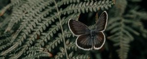 Preview wallpaper butterfly, wings, fern, leaves