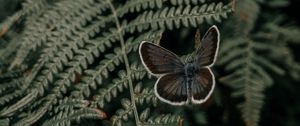 Preview wallpaper butterfly, wings, fern, leaves